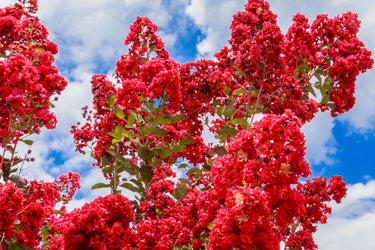 35 RED CREPE MYRTLE Lagerstroemia Indica Flowering Shrub Bush Small Tree Seeds